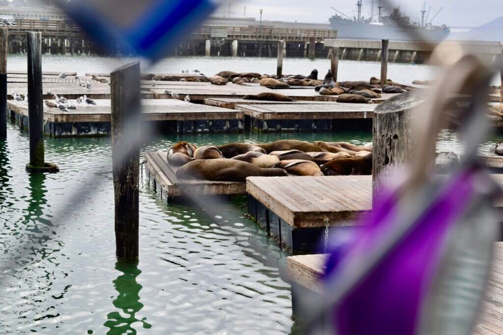Seals can be seen resting on the docks at Pier 49 in San Francisco, California
