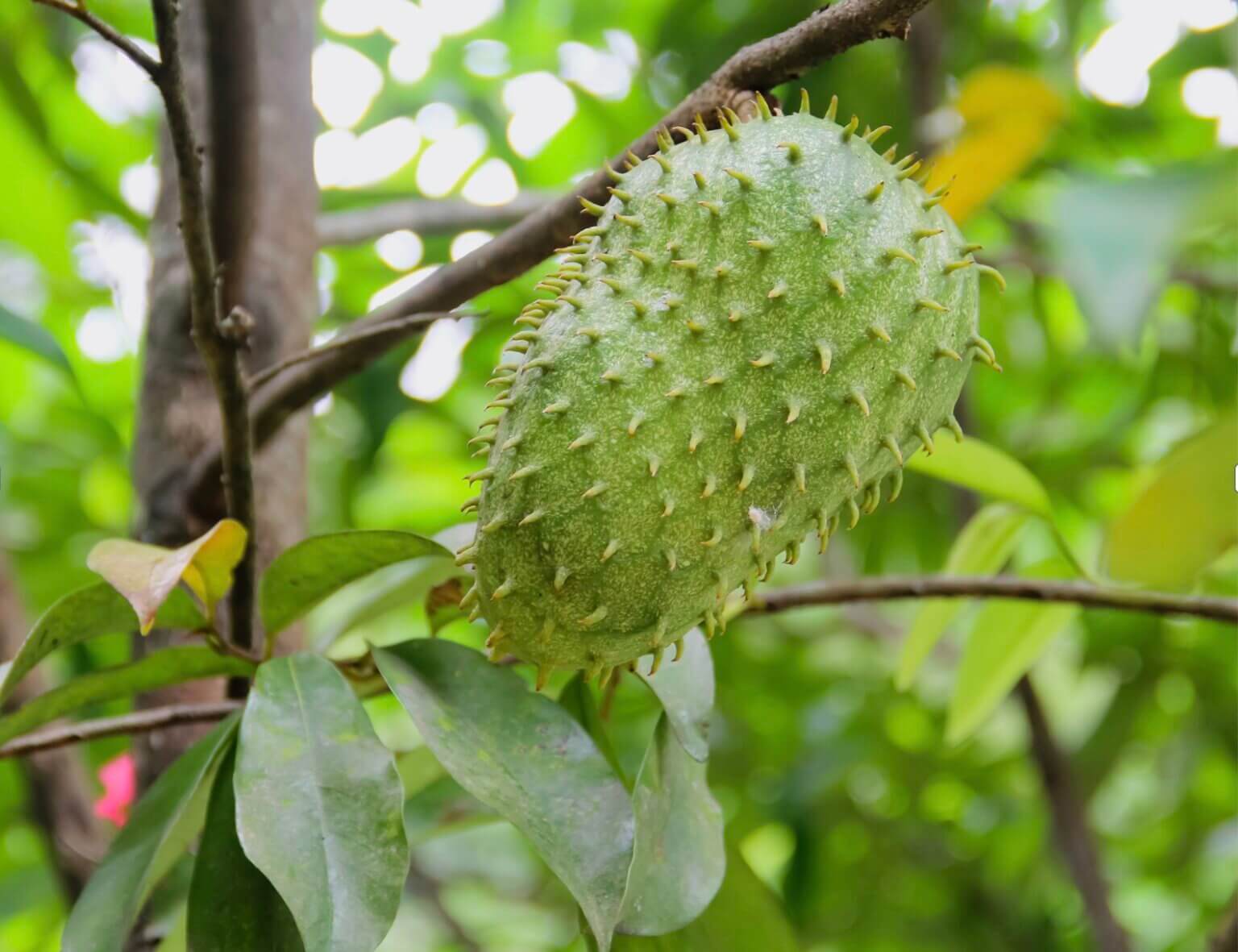 Filipino Superfoods: From ampalaya to guyabano, what Filipino produce ...